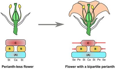 How to Evolve a Perianth: A Review of Cadastral Mechanisms for Perianth Identity